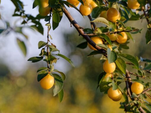 15 ciekawostek o mirabelkach