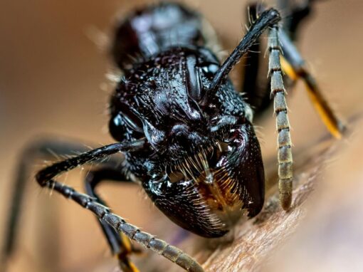 15 ciekawostek o mrówce pociskowej