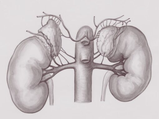 14 ciekawostek o nadnerczach