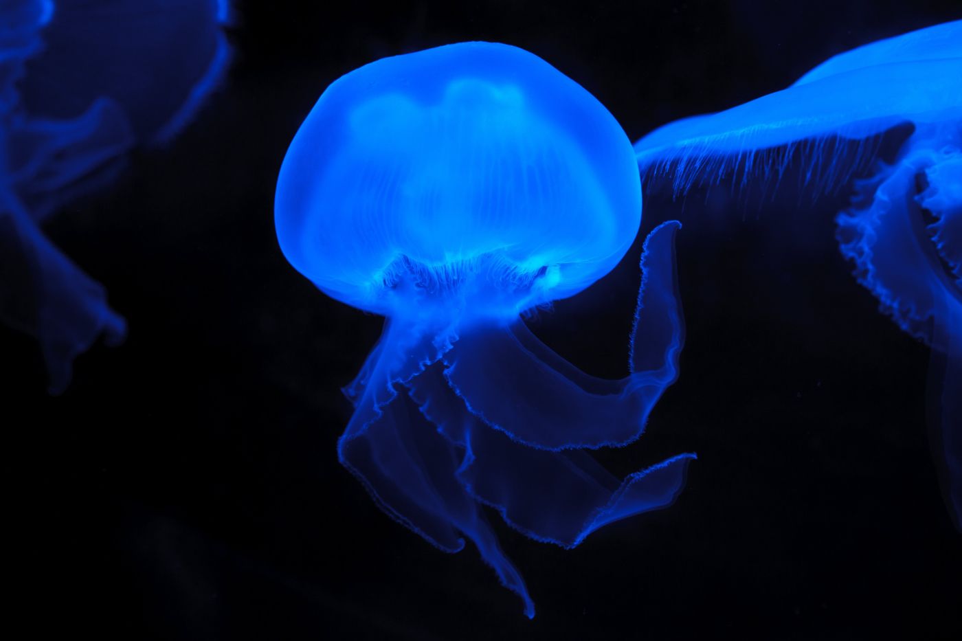 bioluminescencja
