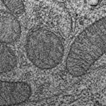 mitochondria