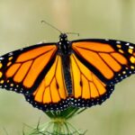 motyl monarcha