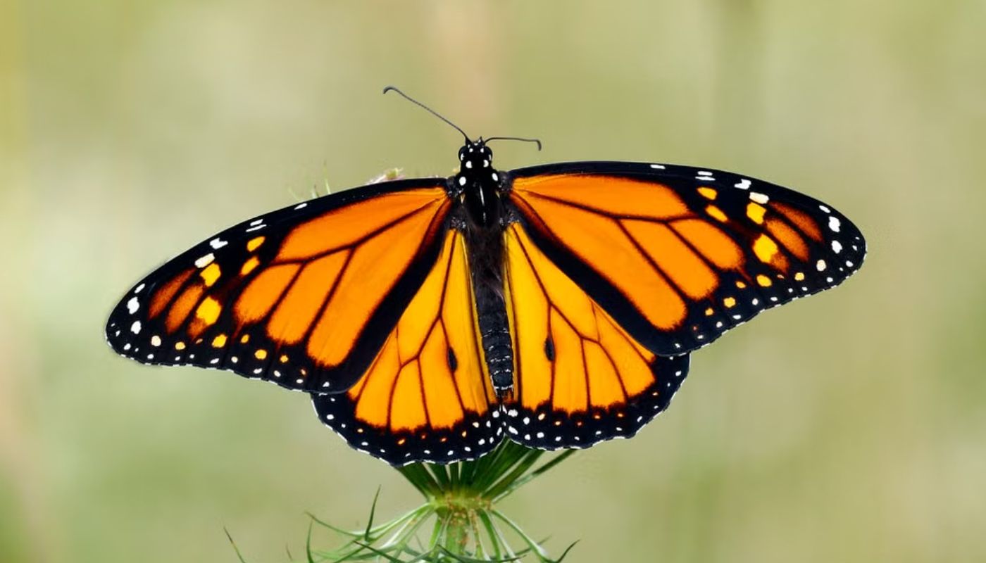 motyl-monarcha motyl monarcha