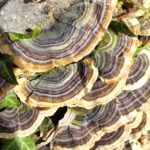 wrośniak różnobarwny