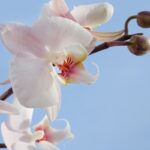 orchidea