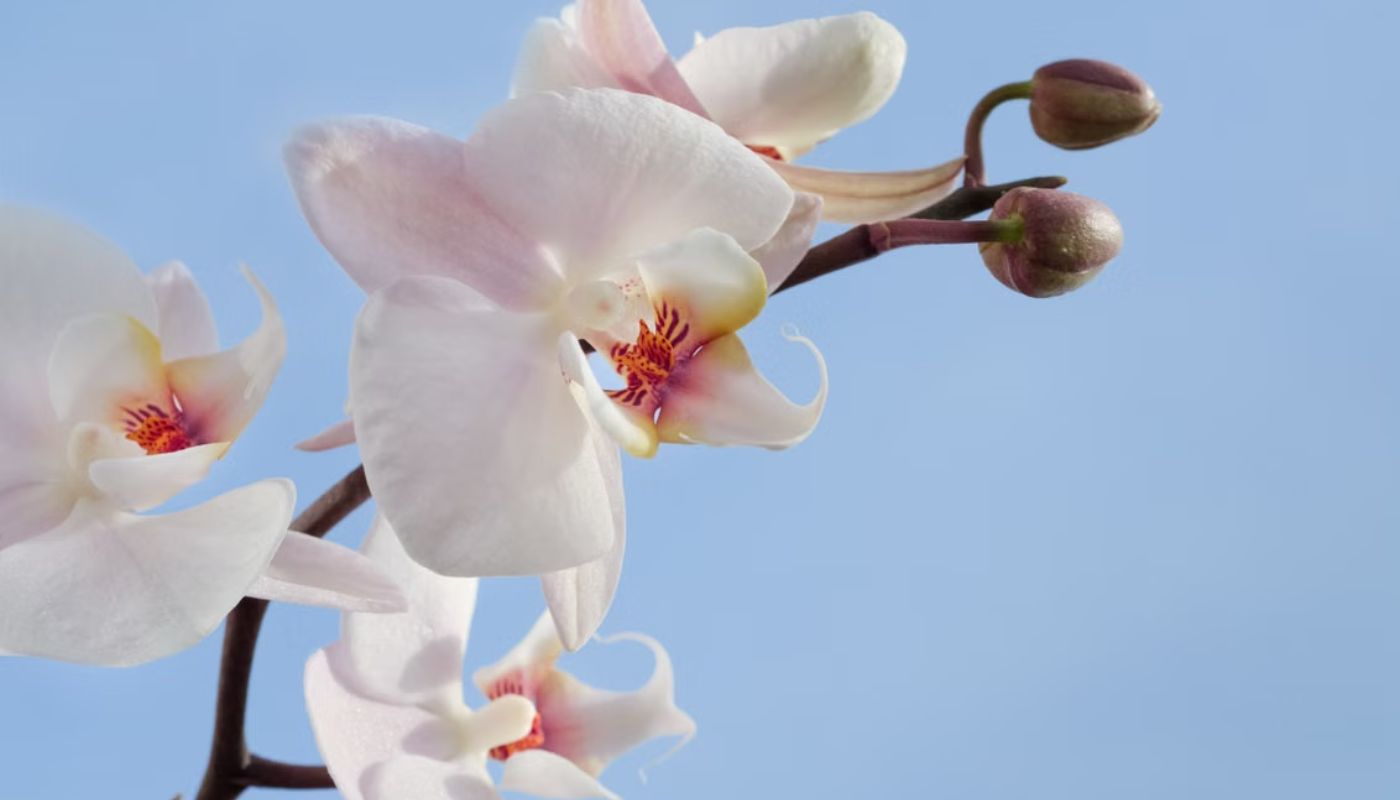 orchidea orchidea