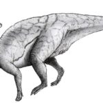 parazaurolof