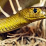 taipan