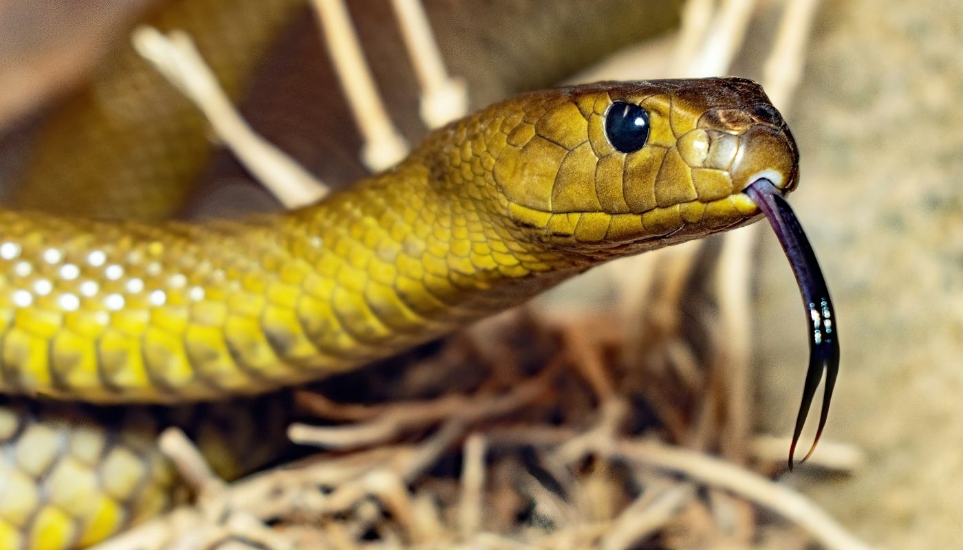 taipan taipan